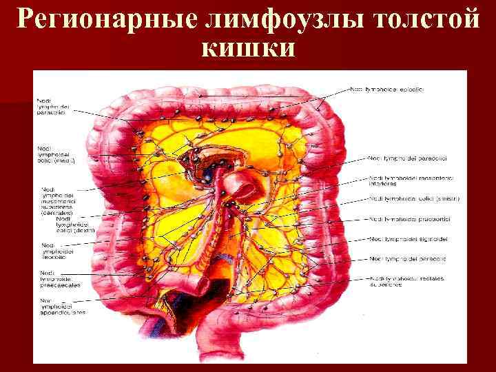 Регионарные лимфоузлы толстой кишки 