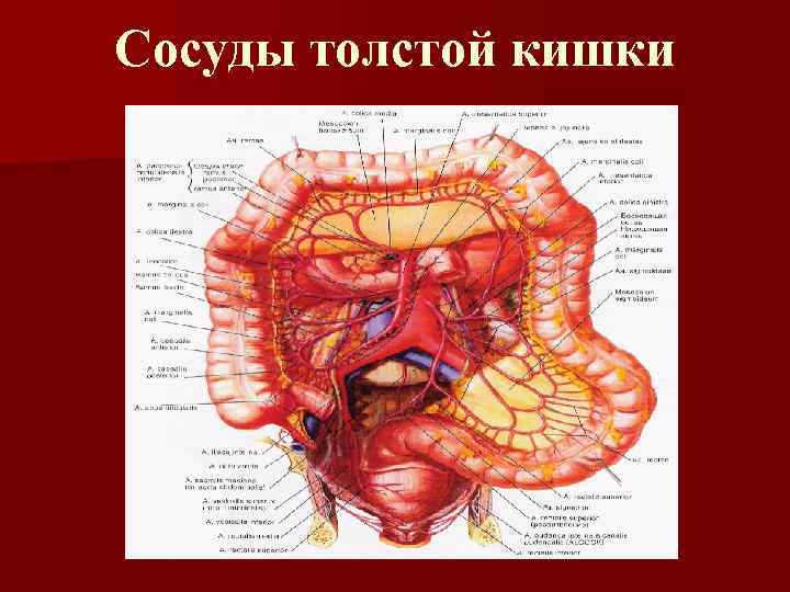 Сосуды толстой кишки 