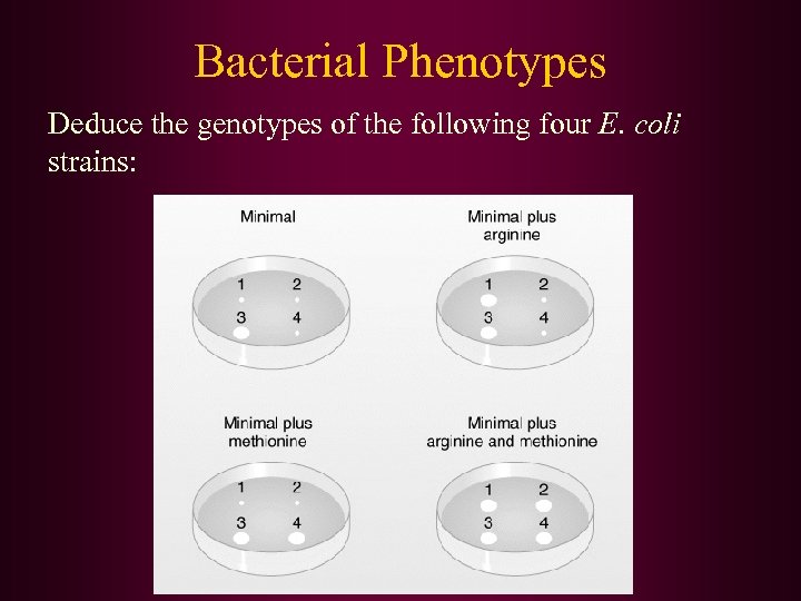 Bacterial Phenotypes Deduce the genotypes of the following four E. coli strains: 