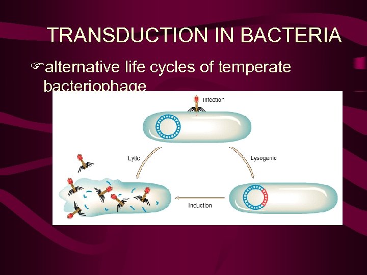TRANSDUCTION IN BACTERIA Falternative life cycles of temperate bacteriophage 