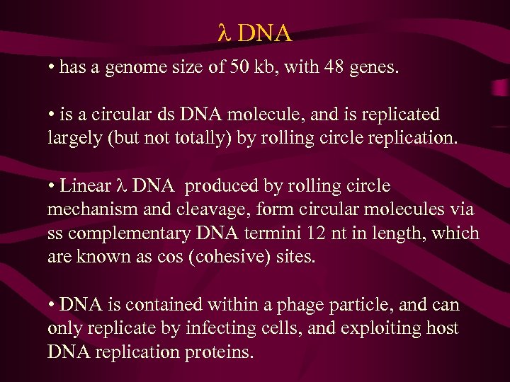 l DNA • has a genome size of 50 kb, with 48 genes. •