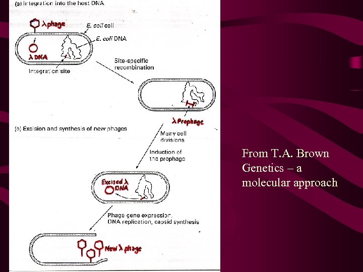 From T. A. Brown Genetics – a molecular approach 