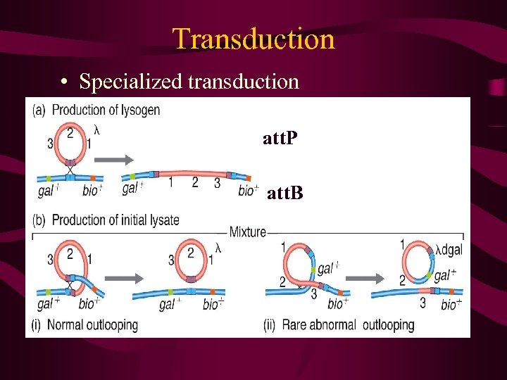 Transduction • Specialized transduction att. P att. B 