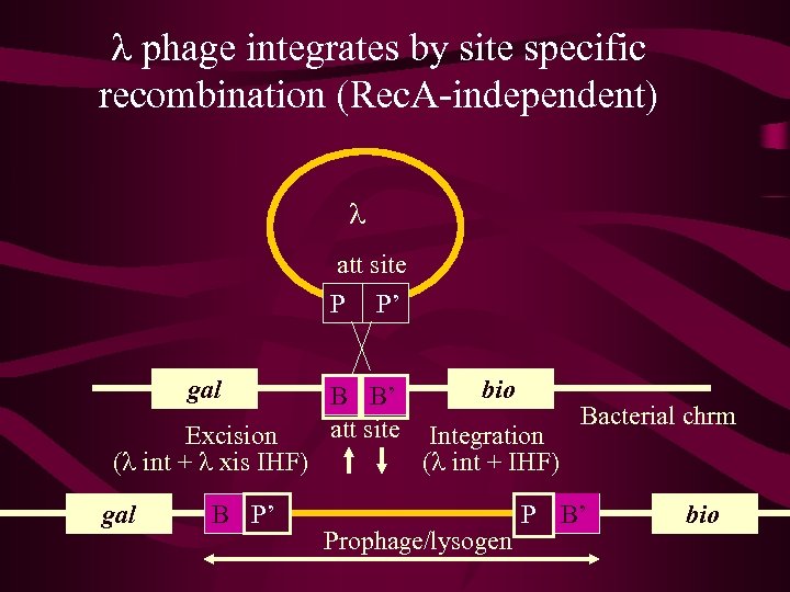 l phage integrates by site specific recombination (Rec. A-independent) l att site P P’