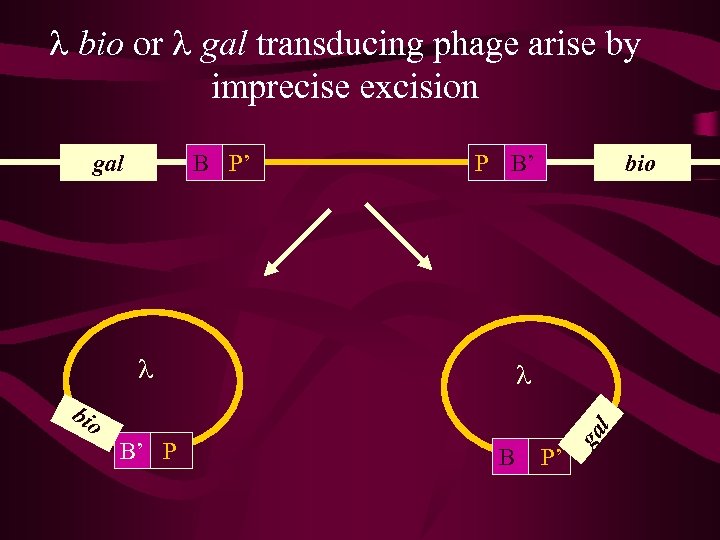l bio or l gal transducing phage arise by imprecise excision B P’ P