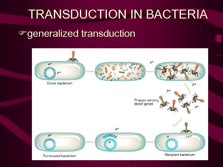 TRANSDUCTION IN BACTERIA Fgeneralized transduction 