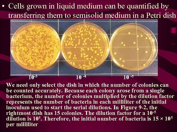  • Cells grown in liquid medium can be quantified by transferring them to