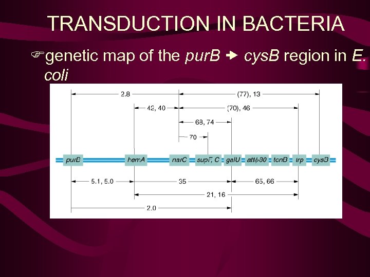 TRANSDUCTION IN BACTERIA Fgenetic map of the pur. B cys. B region in E.
