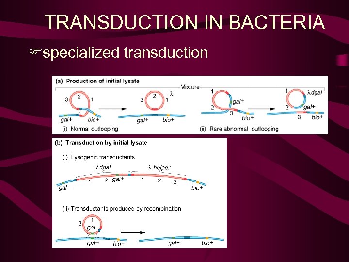 TRANSDUCTION IN BACTERIA Fspecialized transduction 