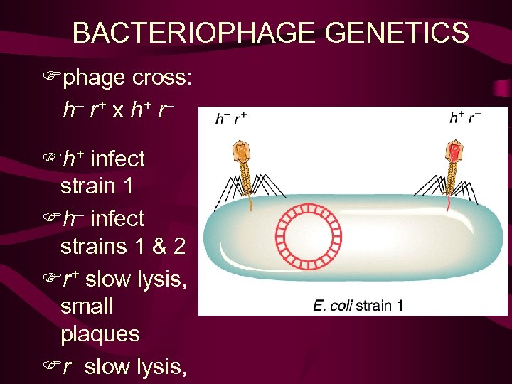 BACTERIOPHAGE GENETICS Fphage cross: h– r + x h+ r – Fh+ infect strain