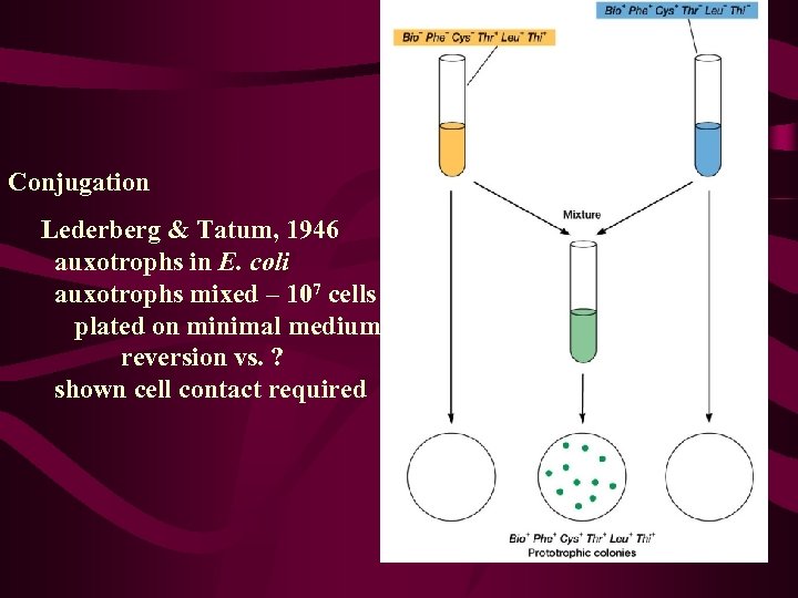 Conjugation Lederberg & Tatum, 1946 auxotrophs in E. coli auxotrophs mixed – 107 cells