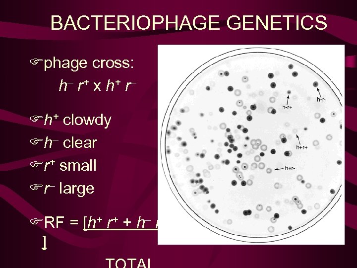 BACTERIOPHAGE GENETICS Fphage cross: h– r + x h+ r – Fh+ clowdy Fh–