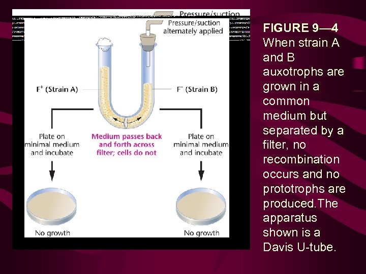 FIGURE 9— 4 When strain A and B auxotrophs are grown in a common