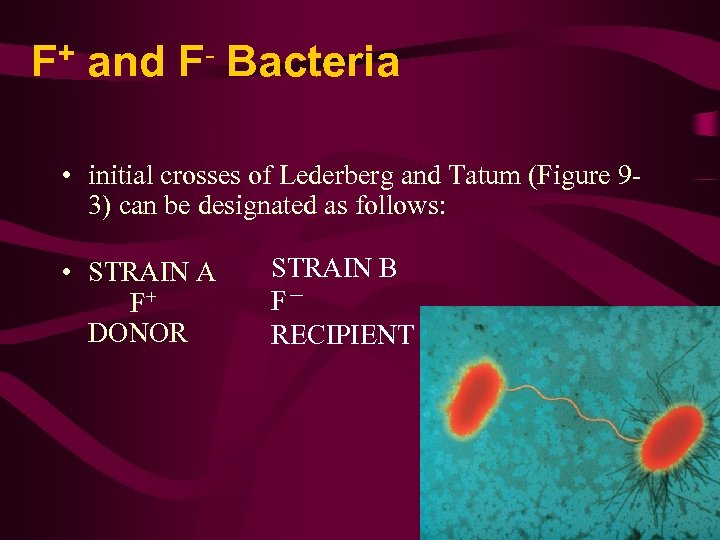 + F and F Bacteria • initial crosses of Lederberg and Tatum (Figure 93)