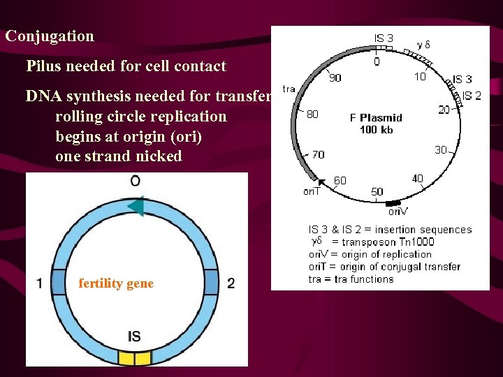 Conjugation Pilus needed for cell contact DNA synthesis needed for transfer rolling circle replication
