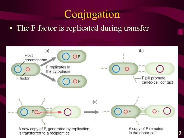 Conjugation • The F factor is replicated during transfer MGA 2 e Fig. 4