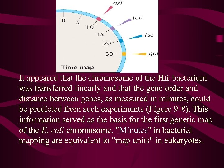 It appeared that the chromosome of the Hfr bacterium was transferred linearly and that