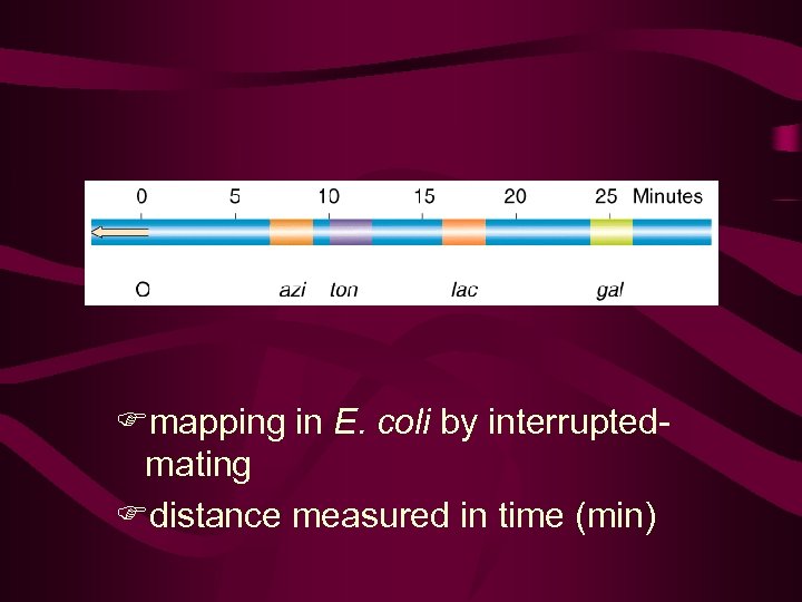 Fmapping in E. coli by interruptedmating Fdistance measured in time (min) 