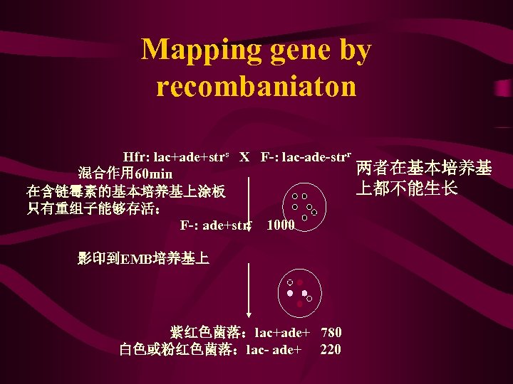 Mapping gene by recombaniaton Hfr: lac+ade+strs X F-: lac-ade-strr 混合作用 60 min 在含链霉素的基本培养基上涂板 只有重组子能够存活：