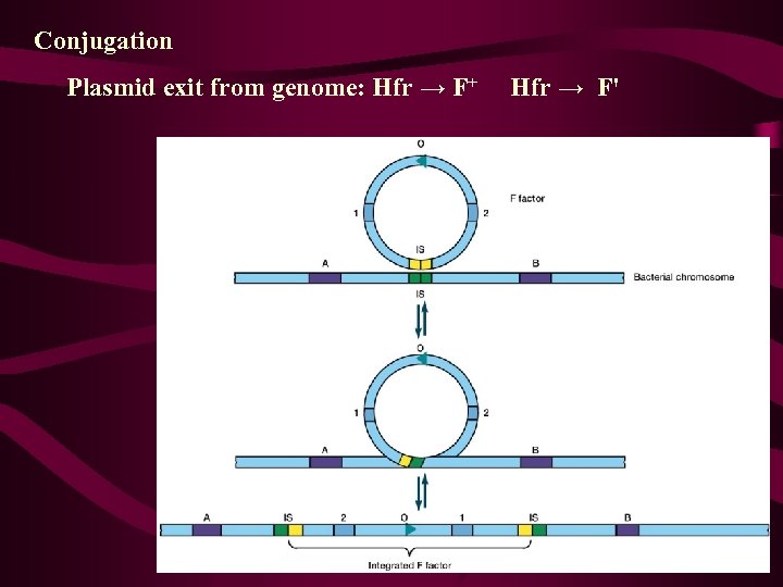 Conjugation Plasmid exit from genome: Hfr → F+ Hfr → F' 