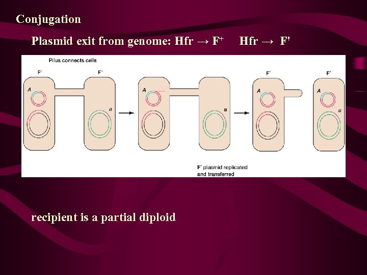 Conjugation Plasmid exit from genome: Hfr → F+ Hfr → F' recipient is a