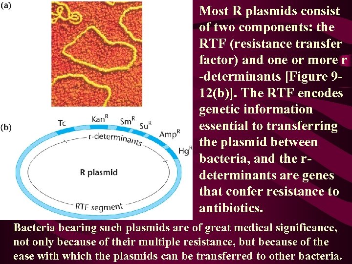 Most R plasmids consist of two components: the RTF (resistance transfer factor) and one