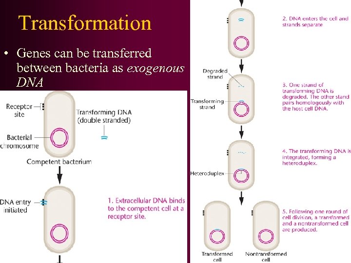Transformation • Genes can be transferred between bacteria as exogenous DNA 