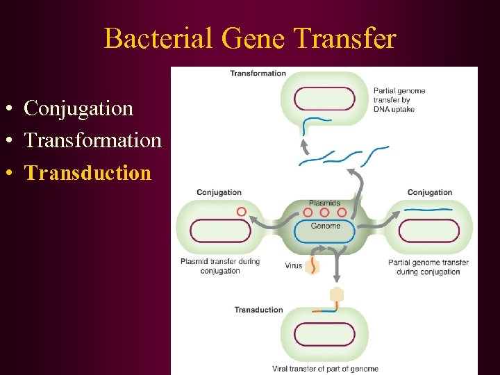 Bacterial Gene Transfer • Conjugation • Transformation • Transduction 