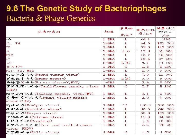 9. 6 The Genetic Study of Bacteriophages Bacteria & Phage Genetics 