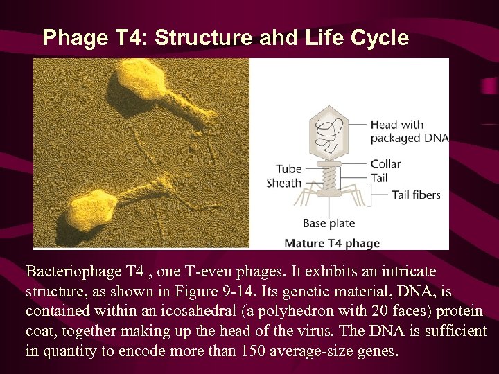 Phage T 4: Structure ahd Life Cycle Bacteriophage T 4 , one T-even phages.