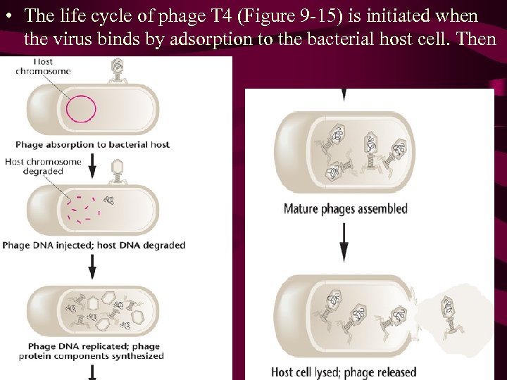  • The life cycle of phage T 4 (Figure 9 -15) is initiated