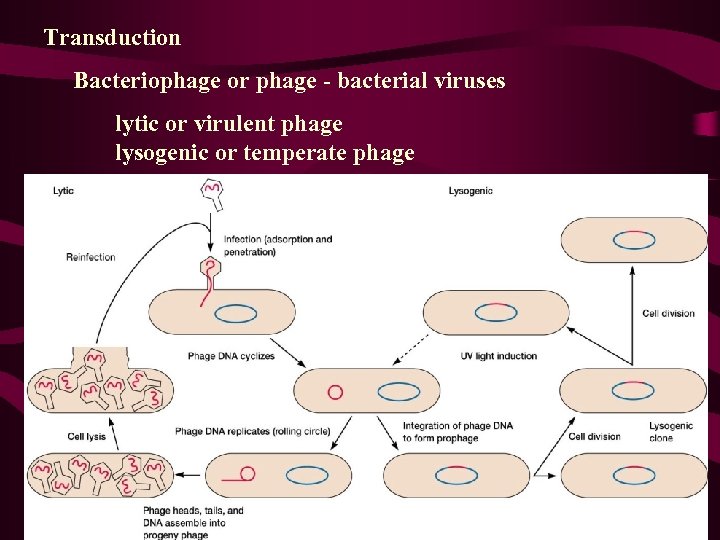 Transduction Bacteriophage or phage - bacterial viruses lytic or virulent phage lysogenic or temperate