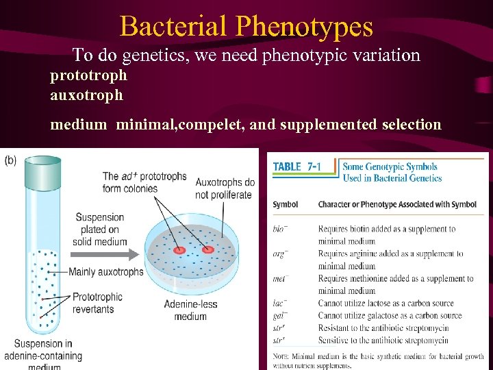 Bacterial Phenotypes To do genetics, we need phenotypic variation prototroph auxotroph medium minimal, compelet,