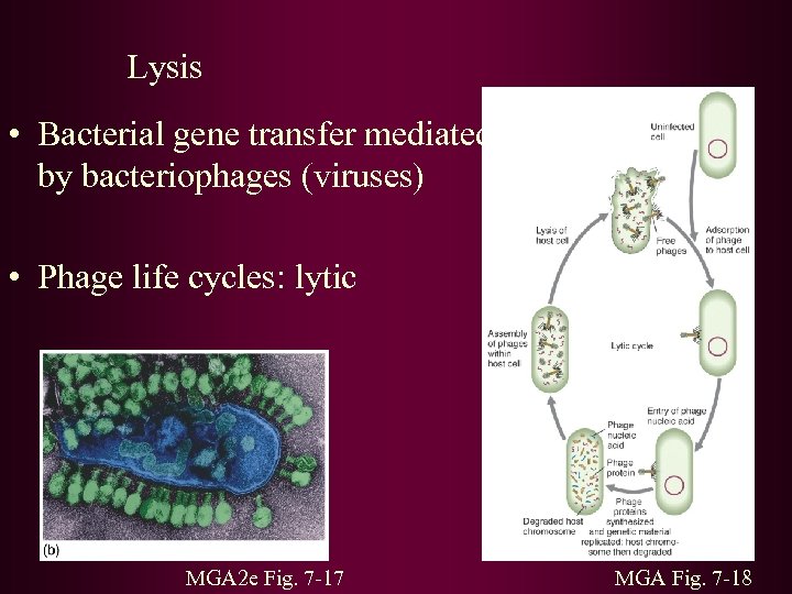 Lysis • Bacterial gene transfer mediated by bacteriophages (viruses) • Phage life cycles: lytic