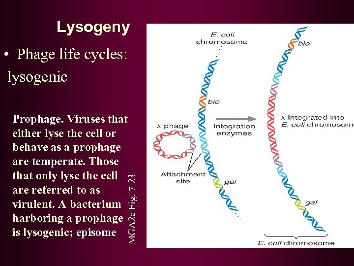 Lysogeny • Phage life cycles: lysogenic MGA 2 e Fig. 7 -23 Prophage. Viruses