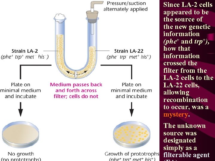 Since LA-2 cells appeared to be the source of the new genetic information (phe+