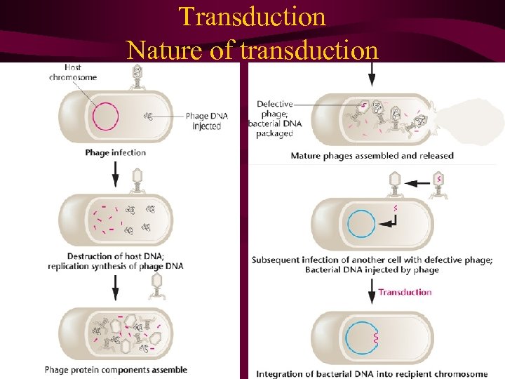 Transduction Nature of transduction 