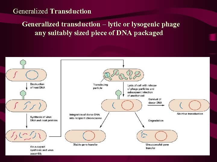 Generalized Transduction Generalized transduction – lytic or lysogenic phage any suitably sized piece of