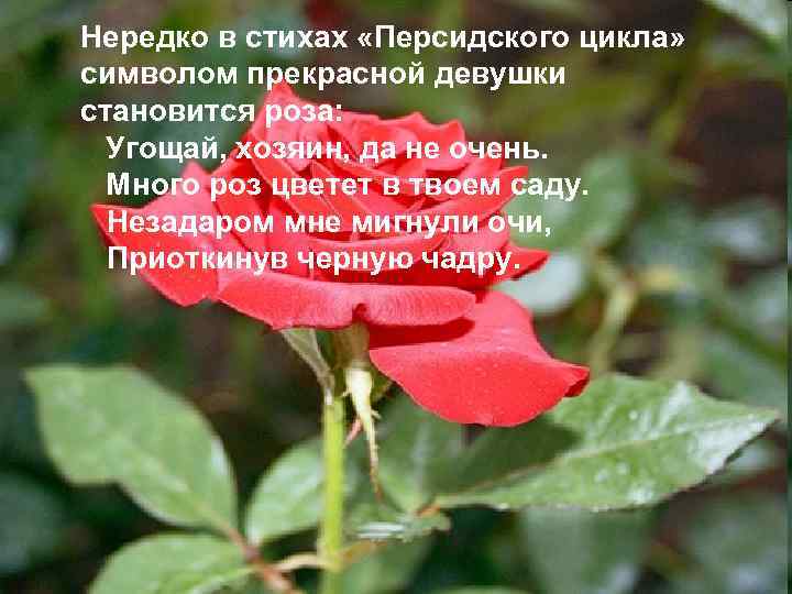 Нередко в стихах «Персидского цикла» символом прекрасной девушки становится роза: Угощай, хозяин, да не