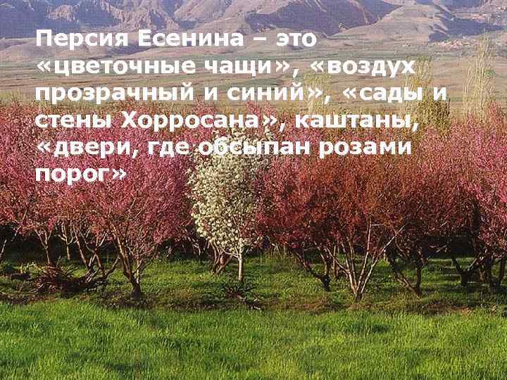 Персия Есенина – это «цветочные чащи» , «воздух прозрачный и синий» , «сады и