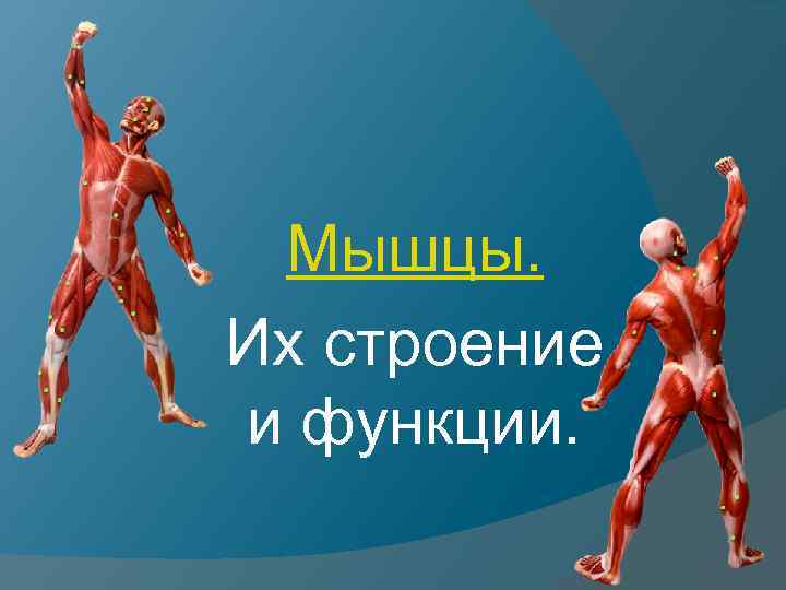 Мышцы. Их строение и функции. 