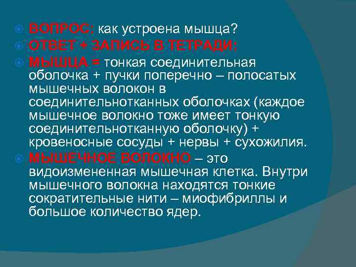 ВОПРОС: как устроена мышца? ОТВЕТ + ЗАПИСЬ В ТЕТРАДИ: МЫШЦА = тонкая соединительная оболочка