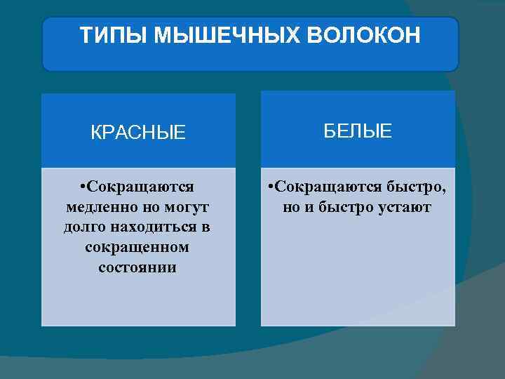 ТИПЫ МЫШЕЧНЫХ ВОЛОКОН КРАСНЫЕ БЕЛЫЕ • Сокращаются медленно но могут долго находиться в сокращенном