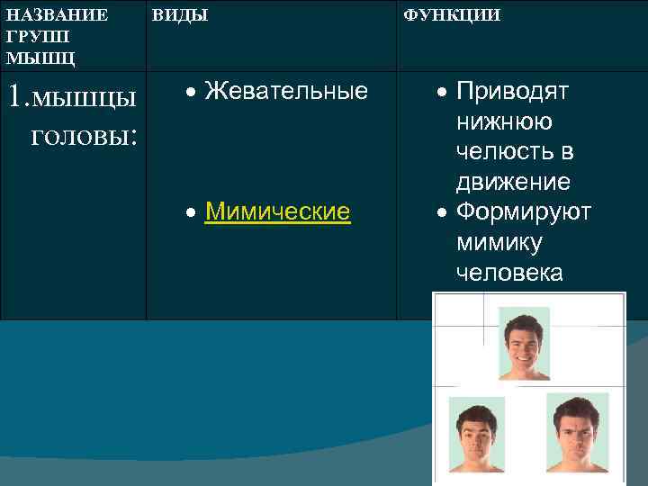 НАЗВАНИЕ ГРУПП МЫШЦ 1. мышцы головы: ВИДЫ Жевательные Мимические ФУНКЦИИ Приводят нижнюю челюсть в