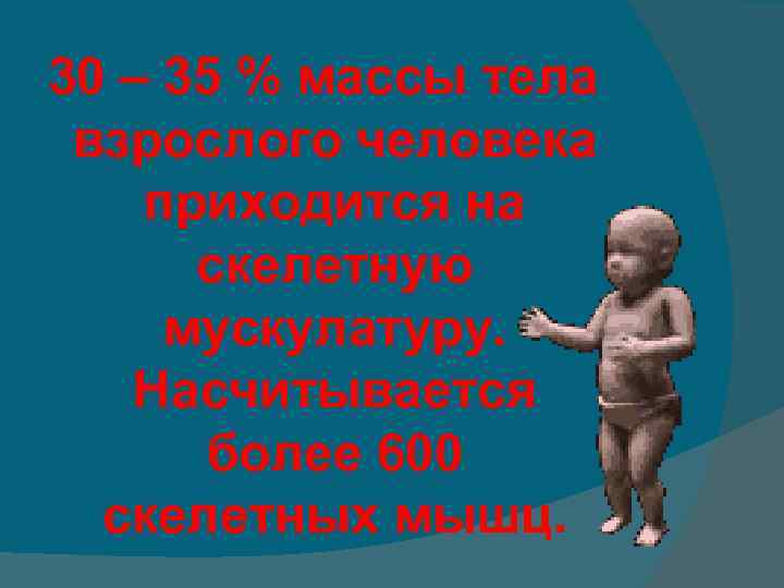 30 – 35 % массы тела взрослого человека приходится на скелетную мускулатуру. Насчитывается более