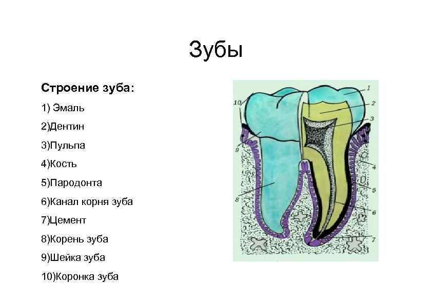 В чем особенность строения дентина какую функцию. Строение зуба. Строение зуба эмаль дентин.