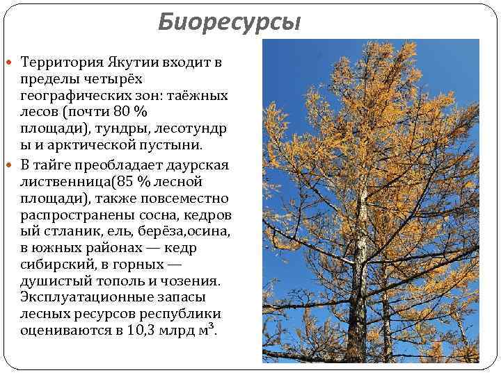 Биоресурсы Территория Якутии входит в пределы четырёх географических зон: таёжных лесов (почти 80 %