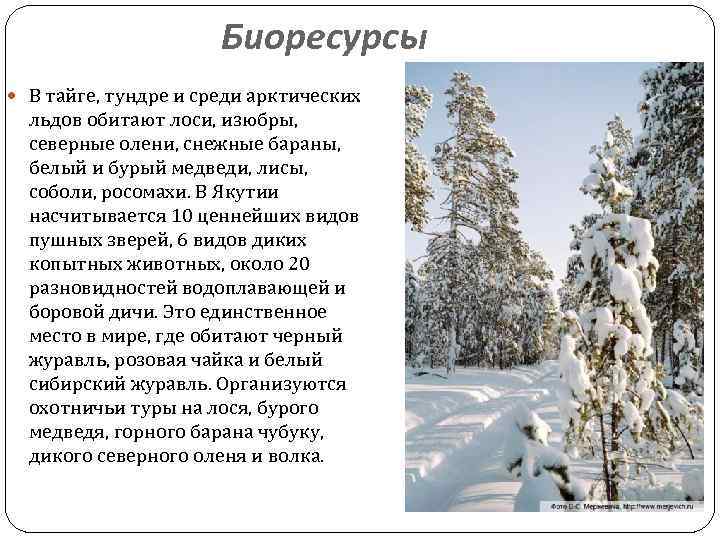Биоресурсы В тайге, тундре и среди арктических льдов обитают лоси, изюбры, северные олени, снежные