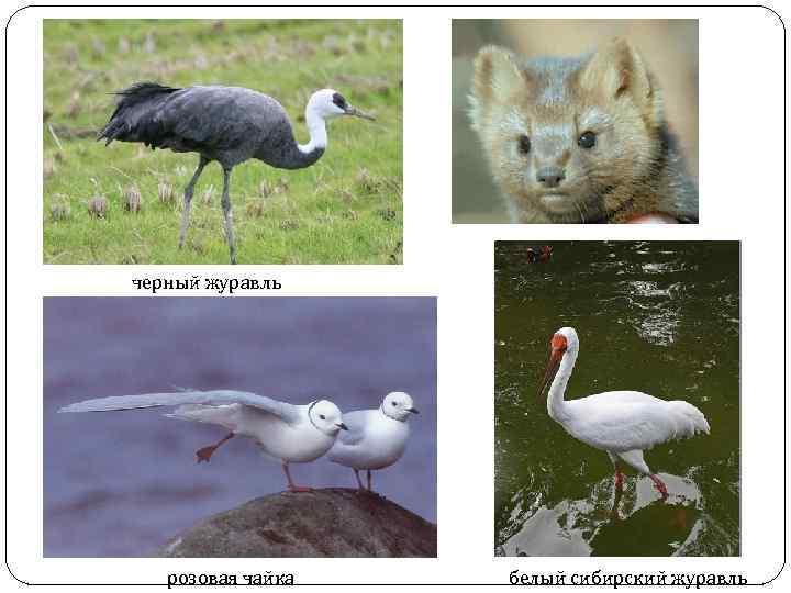 черный журавль розовая чайка белый сибирский журавль 