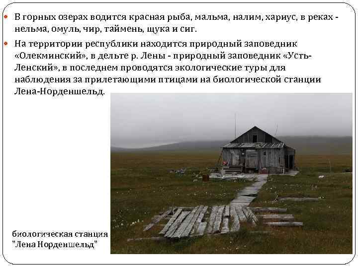  В горных озерах водится красная рыба, мальма, налим, хариус, в реках - нельма,